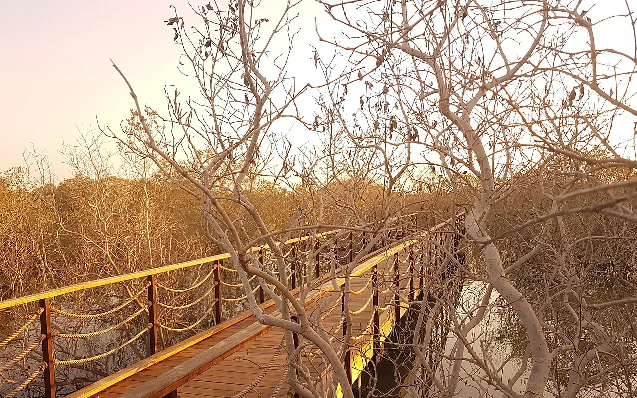 Sunlit wooden boardwalk through mangroves on Jubail Island