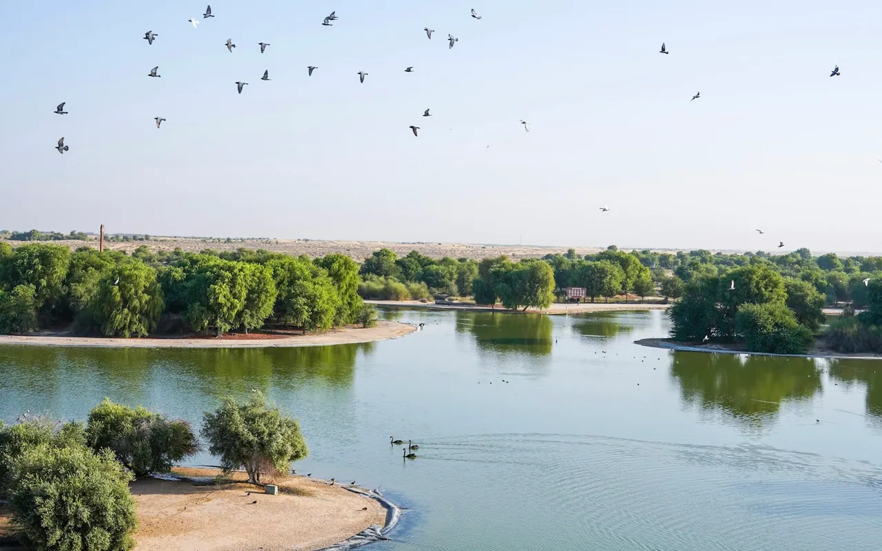 Trees and birds around Love Lake, Dubai; representative landscape photograph — representative Dubai photograph, not a view of The Lakes